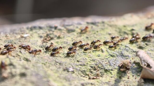 Macro recording of a colony of black termites marching in a disciplined row across a rock surface