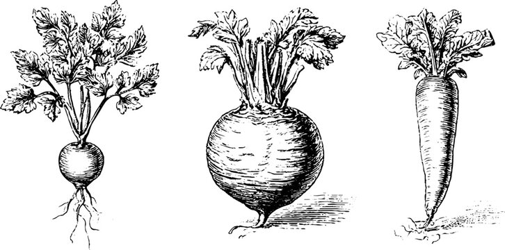 Set of hand drawn root vegetables parsley celeriac and horseradish botanical sketches for label and packaging design