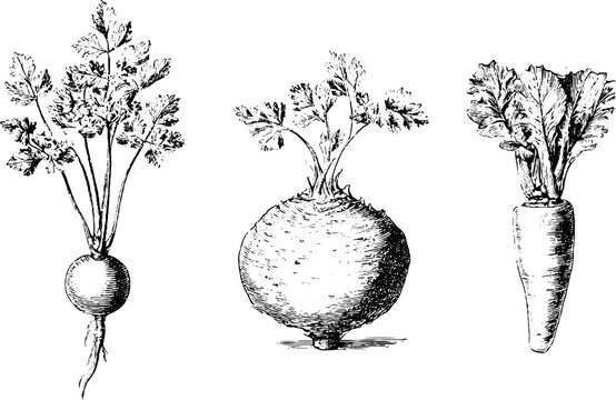 Hand drawn root vegetables parsley celeriac and horseradish botanical illustration set for kitchen background design
