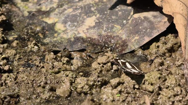 Macro shot of a beautiful black and white butterfly perched peacefully on wet riverside mud