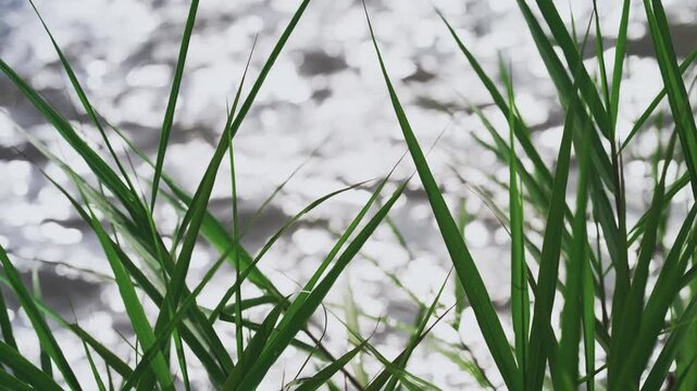 Tall pointed grass swaying in the wind with a sunlit shimmering river in soft focus behind, summer day, Tokyo, Japan, cinematic b-roll