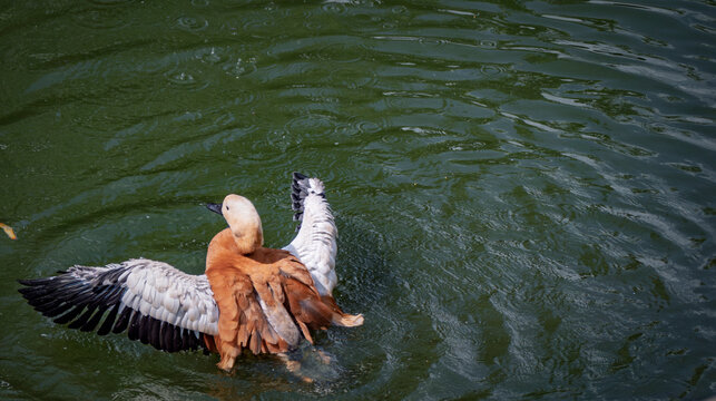 Ruddy shelduck spreading wings in green pond water with raindrops