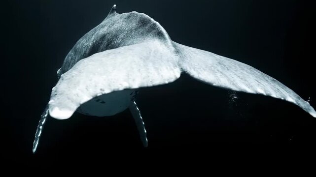 Majestic Humpback Whale Swimming in Deep Dark Ocean Waters ideal for marine life documentaries and environmental conservation videos.