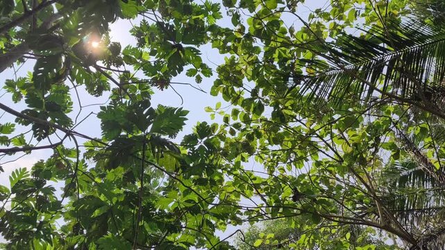 Serene upward camera shot of dense green forest canopy partially obscuring the clear blue sky