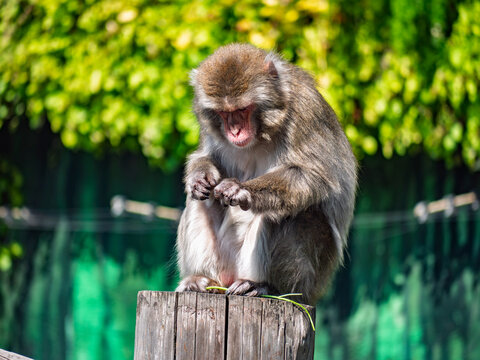 Japanese macaque snow monkey sitting on wooden post looking at hands