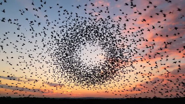 Majestic Bird Murmuration across vibrant sunset sky with orange clouds, ideal for nature documentaries and cinematic backgrounds.
