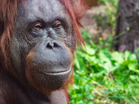 Close-up portrait of an orangutan face