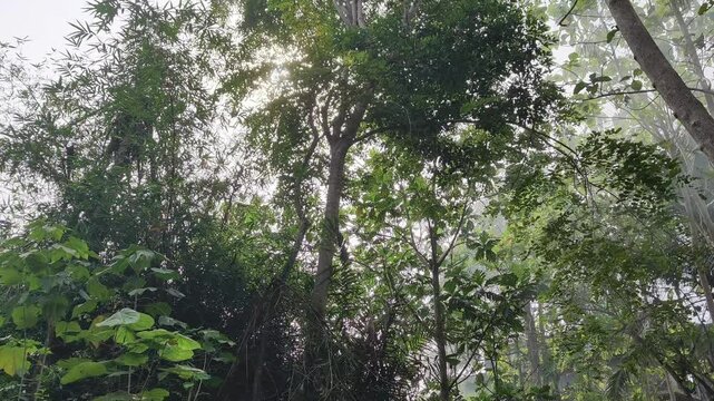 Soothing early morning forest view with green trees shrouded in calm atmospheric mist