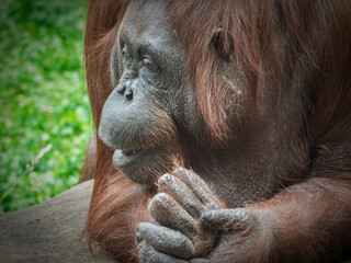 Close-up Profile of an Adult Orangutan with Folded Hands in a Natural Setting © LemPro Filming Life