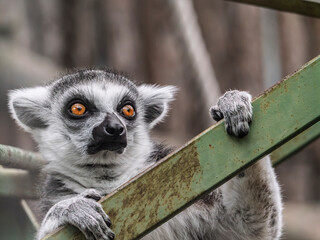 Close up portrait of a ring-tailed lemur with intense orange eyes holding a green bar © LemPro Filming Life