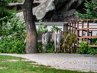 Obraz premium Two Grevy's Zebras eating hay in zoo enclosure