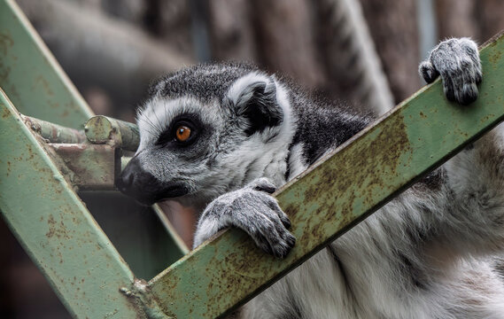 Close-up of a ring-tailed lemur climbing on a green metal structure in a zoo.