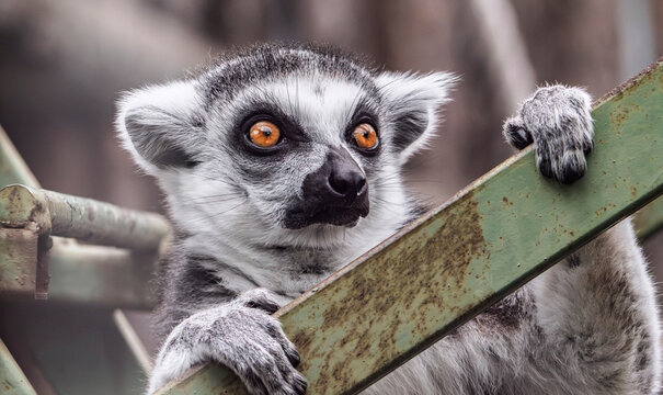Portrait of a ring-tailed lemur (Lemur catta) in a zoo looking away