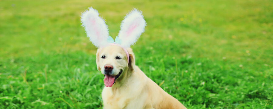 Happy funny golden retriever dog with rabbit ears on the grass in summer park
