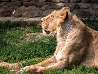 Profile portrait of a majestic lioness resting on green grass in the sunlight © LemPro Filming Life