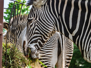 Obraz premium Close-up of a zebra eating hay from a metal feeder in a zoo setting.