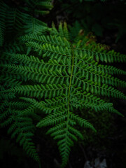 close-up of a green fern leaf. green leaves on a black background © Iryna Diadechko