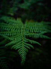 close-up of a green fern leaf. green leaves on a black background © Iryna Diadechko
