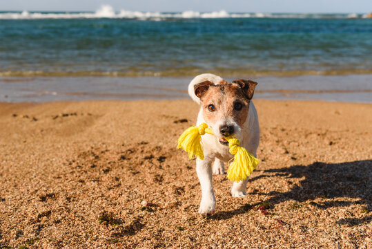Jack Russell terrier dog carrying rope toy on beach during dog enrichment activity