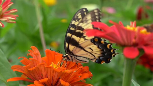 Eastern Tiger Swallowtail (Papilio glaucus) on colorful orange zinnia in summer garden. 