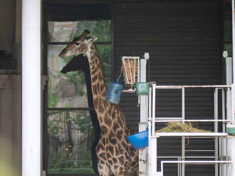 Giraffe standing in zoo enclosure near feeding equipment