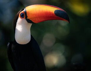 Naklejka premium toucan portrait 