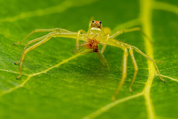 Araña comiéndose un insecto © Martín Cálix
