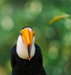 toucan portrait  © Agata Carr