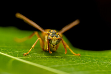 Avispa retrato frontal © Martín Cálix