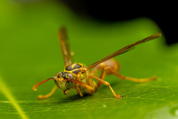 Avispa © Martín Cálix