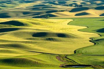Fotobehang Geel Sunlight Waves of the Palouse   © Parker Jiang