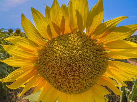 Vibrant sunflower macro blooming under a clear blue sky