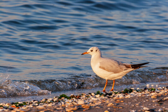 Black-headed gull (Chroicocephalus ridibundus) standing on a shell-covered beach.