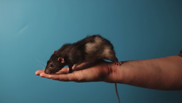 A small brown and white rat stands on an open human hand against a blue background