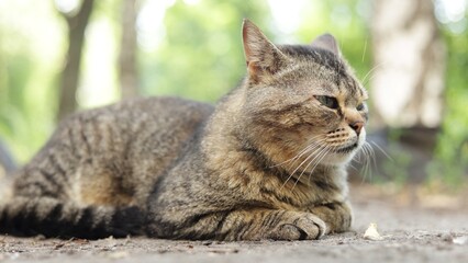 Obraz premium A tabby cat rests peacefully outdoors on a sunny day