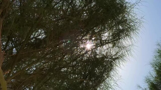 trees and sky
