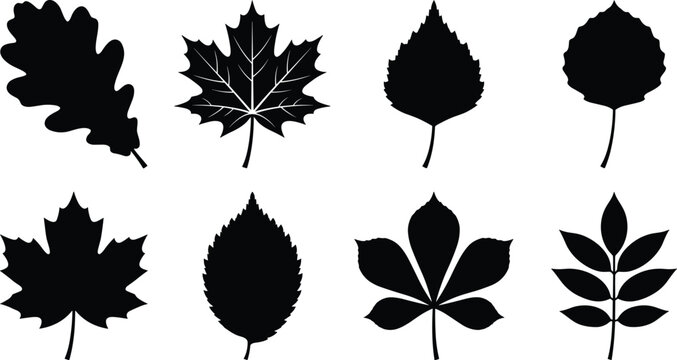 Silhouette collection of various autumn tree leaves isolated on a clean white background for graphic design and seasonal projects