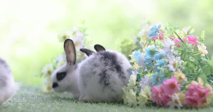 Baby bunny easter fluffy rabbit eating food, grass, on green garden nature flowers background on sunny day, Lovely mammal with bright eyes in nature life. Symbol of easter day.  Lovely bunny easter.
