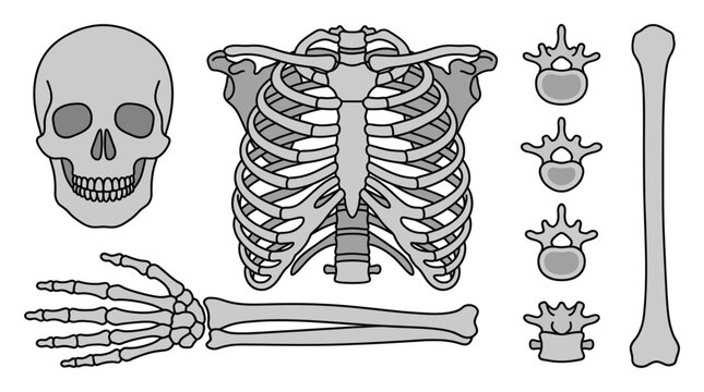 Anatomical Skeleton Illustration Showing Skull Ribs and Limbs.