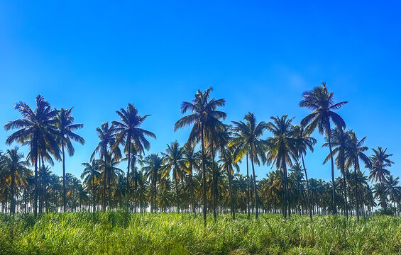 Palm Trees north of Toliara, Tulear, Madagascar