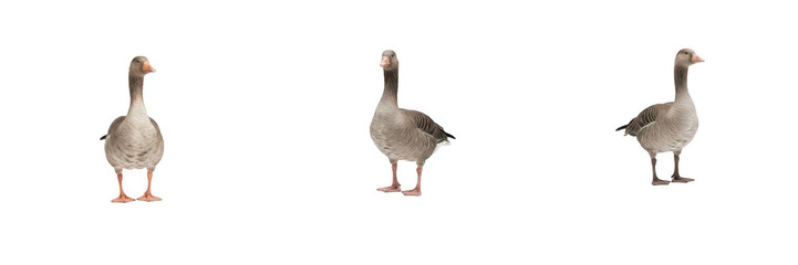 Set of three graylag geese in different viewing angles with orange beaks, isolated farm animals and wildlife waterfowls for nature, agriculture, rural life, and poultry concepts on white background. © Qari