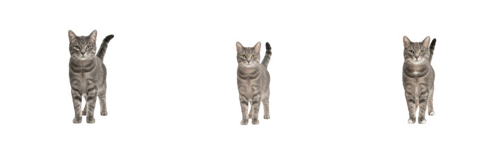 Set of three adorable gray tabby kittens standing with raised tails, isolated cute domestic cats for pet care, veterinary, animal adoption, and feline lifestyle concepts on white background.