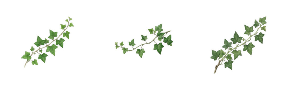 Set of three green ivy vines, isolated fresh creeping plant branches with lobed leaves for wall decor, garden design, botanical illustration, and natural landscape concepts on white background.