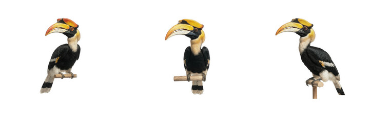 Great hornbill bird perched on a branch isolated on white background, majestic large exotic wildlife photography, beautiful tropical bird with huge yellow beak vector style graphic asset. © Qari