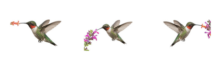 Ruby throated hummingbird hovering and feeding on nectar from colorful flowers isolated on white background, beautiful small flying bird wildlife photography graphic asset. © Qari