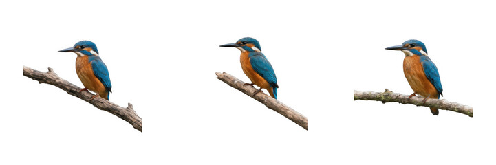 Common kingfisher bird perched on wooden branch isolated on white background, vibrant blue and orange wild animal photography, beautiful colorful river bird wildlife vector style graphic asset.