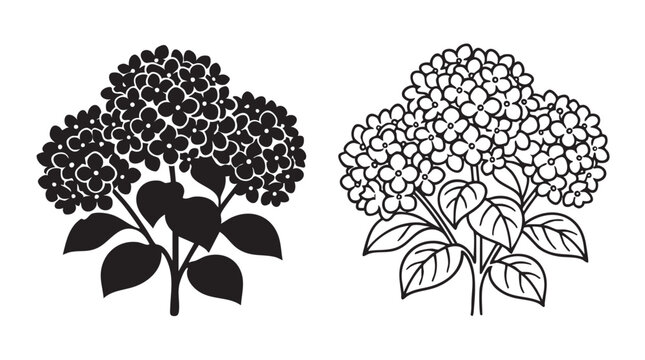 hydrangea bush black silhouette and outline art vector icon featuring flower, plant
