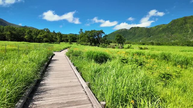 夏のタデ原湿原