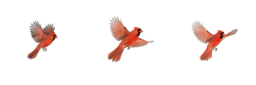Red Cardinal Bird PNG Clipart Set, Flying Northern Cardinal Cutout, Realistic Songbird Wildlife Illustration for Sublimation, Memorial Art, Christmas Crafts, Stickers, Nature Prints, Transparent Backg
