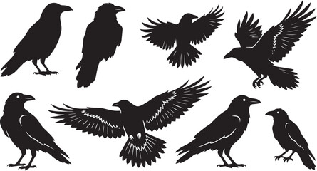 Obraz premium Six detailed raven silhouettes in various poses including flying and perched, isolated on a clean white background